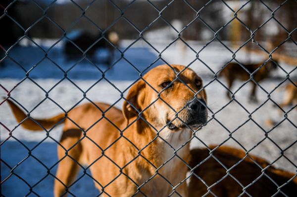 Barres anti écrasement pour chiens : sécurité inégalée lors de la mise bas